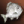 Etc white fat fish.png